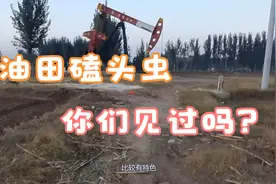 油田独有的磕头虫，你见过吗？视频封面