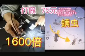 打假75元一台的电子显微镜，能放大1600倍还能看螨虫？这是真的吗视频封面