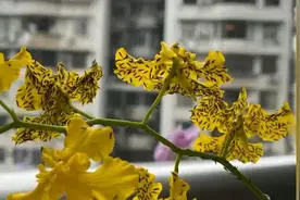 @广东人，“小黑虫”出没，近期尽量别穿黄色衣服出街视频封面