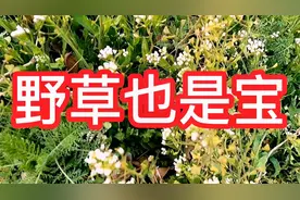 农村田间地头一种星星草你能叫出它有几个别名你们当地怎么叫它视频封面