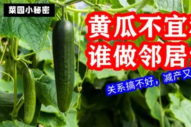 黄瓜不宜和这些蔬菜种在一起，不仅长不好，甚至还会减产减收视频封面