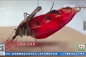 涨知识了！高温持续，蚊子也会“中暑”，温度超40℃就会死亡