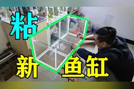 第一次自己划玻璃粘鱼缸，很有成就感！新缸粘好还有鱼友送鱼！视频封面