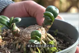 为什么你砍头的君子兰就无法爆侧芽？别人的就能一群群的冒呢视频封面