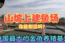 探访中国最大的金鱼养殖基地，没想到在山坡上也有鱼场，大开眼界视频封面