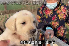 狗狗这种皮肤病不要怕，螨虫真菌引起的掉毛