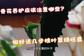 龙骨花养护应该注意哪些？做好这几步枝叶翠绿旺盛，太实用啦！视频封面