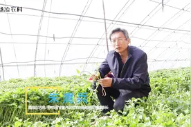 专家：不要再拔红薯苗了！掌握28个字口诀能剪状苗，增产高出20%