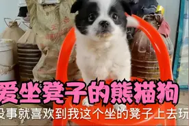 农村黑狗妈妈生下一只熊猫狗，活泼到让人难以想象视频封面