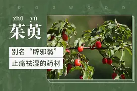 茱萸（zhū yú）——别名“辟邪翁”止痛祛湿的药材视频封面