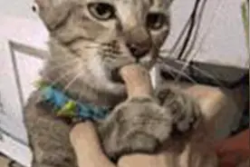 猫咪疯狂的吸主人手指，表情也是迷醉的很！网友：这能吸出啥？视频封面