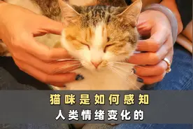 养猫三年才知道，猫咪是这样感知人类情绪的！