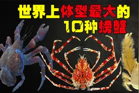 世界上10大巨型螃蟹，帝王蟹仅排第三，巨螯蟹可轻松捕食鲨鱼！视频封面