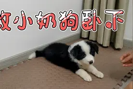 如何教小奶狗卧下？卧的歪歪扭扭怎么办？我来告诉你！视频封面