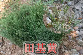 生长田埂上的野草，因此得名“田基黄”，用途与价值您了解吗？