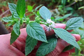 风热感冒、蜂蛰、蛇伤、消化不良？这棵植物，你认识吗？视频封面