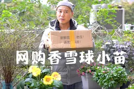 网购香雪球小苗，花朵小巧香气扑鼻，种下一个月就是大花球视频封面