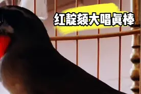 这样的红靛颏真难得，大品相还稳当，引颈大唱婉转流畅真精彩视频封面