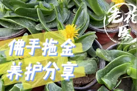 佛手托金是什么？怎么养护？把握好这几点，四季都开花。
