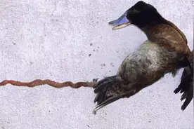 鸭子的器官竟然是这样的视频封面