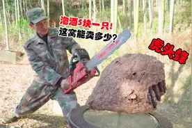 野外虎头蜂泡酒，一只能卖5块钱，大哥这一大窝能卖多少钱视频封面