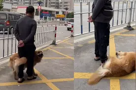 金毛散步时不想走路，多次倒地撒娇求抱抱，狗狗：谁还不是个宝宝视频封面