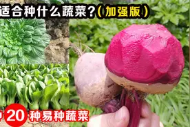 十月可以种什么蔬菜？这20种蔬菜很合适，秋冬一直吃到明春视频封面