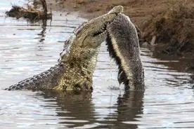 外貌凶恶的动物大盘点，平头哥无所畏惧，可单干尼罗鳄视频封面