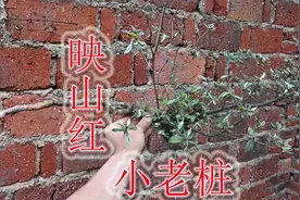 映山红小老桩简单又奇特，悬崖式的形状，盆栽茶几观赏好素材！视频封面