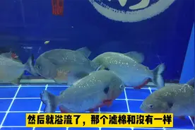 鱼缸滤棉的摆放主要在高效，而不是多少的问题，水质照样很好视频封面