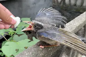 小鸟被抓伤后回家，主人给它上药包扎伤口视频封面