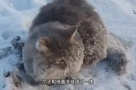 流浪猫脚丫被冻在雪地里，拔不出来，好心人用4桶热水救下