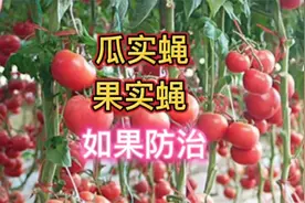 瓜果外面好好的，里面为啥有虫子？两个小方法，一个虫子也没有视频封面