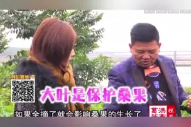 桑叶不仅仅是给蚕宝宝吃，还可以给人吃，真涨知识了|我爱返寻味视频封面