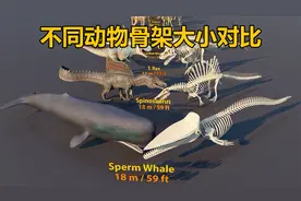 不同动物的骨骼尺寸重量对比视频封面