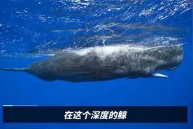 为什么抹香鲸是动物界的潜水冠军，看它的身体构造就清楚了视频封面