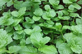 掰点薄荷枝条，丢土里轻松长出一大片，嫩芽用来煎鸡蛋，太好吃了