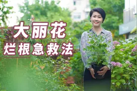 【园丁小饭】急救烂根大丽花！这几个步骤要记住视频封面