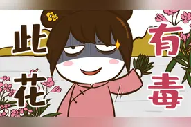 夹竹桃有毒，为什么还到处栽种？视频封面