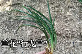 小心上当！兰花“行龙草”并不罕见，资深养兰人为您揭秘，看看吧