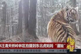 吉林汪清天桥岭林区拍摄到东北虎妈妈“遛娃”视频封面