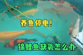 养鱼停电鱼缺氧怎么办？备好交直流氧气泵，拉闸限电也不怕视频封面