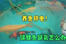 养鱼停电鱼缺氧怎么办？备好交直流氧气泵，拉闸限电也不怕视频封面