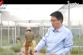 香草种植小技巧，根须部位裹上纱布，成活率大大提升视频封面
