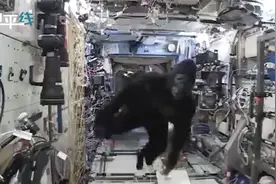 宇航员扮成大猩猩后 突然从袋子里蹦出来 上演一场激烈太空追逐！视频封面