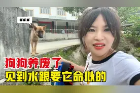 德国牧羊犬都是这样的吗？不仅恐高还特别的怕水，妹子彻底无语了