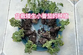 盆栽矮生小番茄种植 小巧可爱产量高 10公分高就能结满果子视频封面