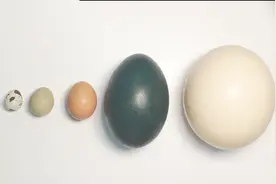 大小颜色不同的蛋蛋差别有多大？剥开以后简直不敢相信自己的眼睛