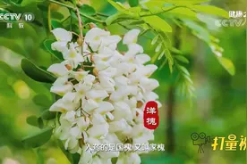 清热泻火、凉血止血，专家介绍槐花入药的功效，来听听|健康之路视频封面