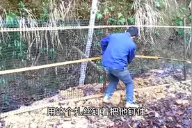 农村养1000只鸡的鸡棚，这样搭建鸡住的真舒服，不易得病，长的快视频封面